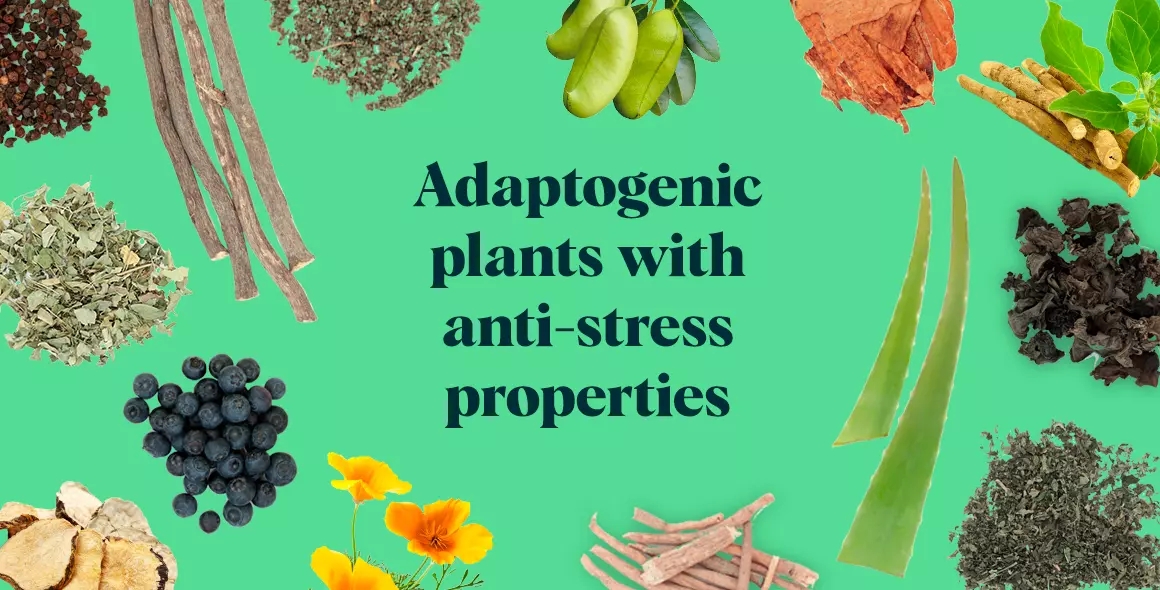 Adaptogenic plants with anti-stress properties image