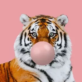 Tigre avec bulle de chewing-gum