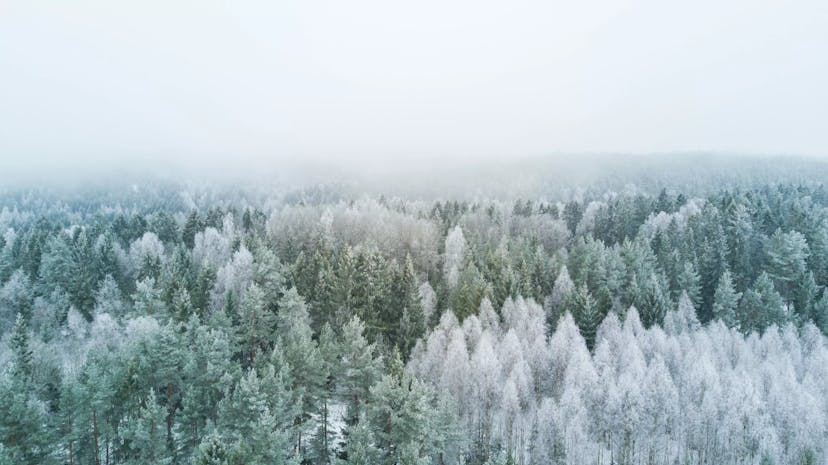picture of a forest during winter